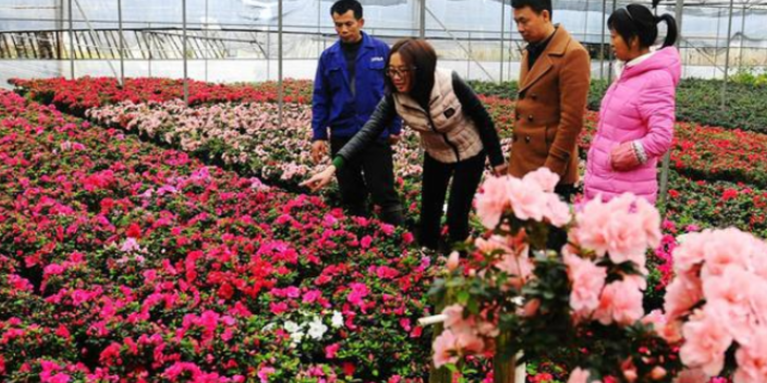 武汉常见花卉草木销售生产厂家
