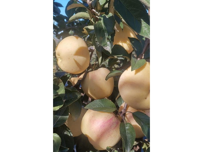 黑龙江3年苹果树苗