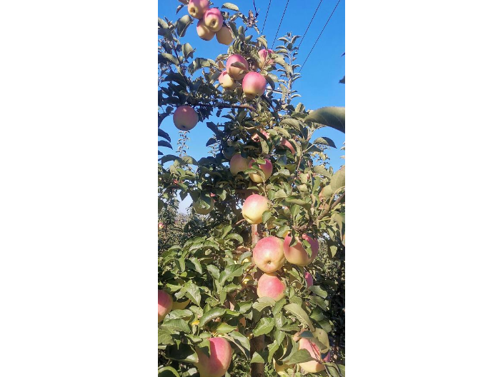 宁夏红苹果树苗