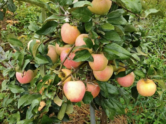 内蒙古苹果树苗多少钱一株