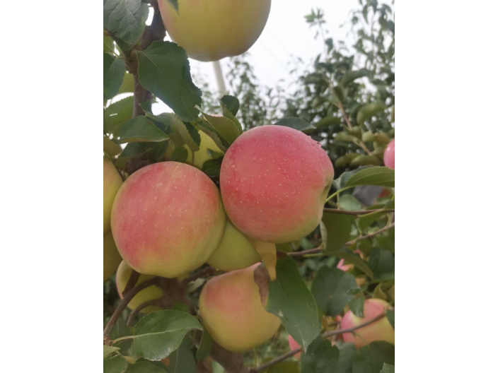 合肥矮化苹果树苗新品种