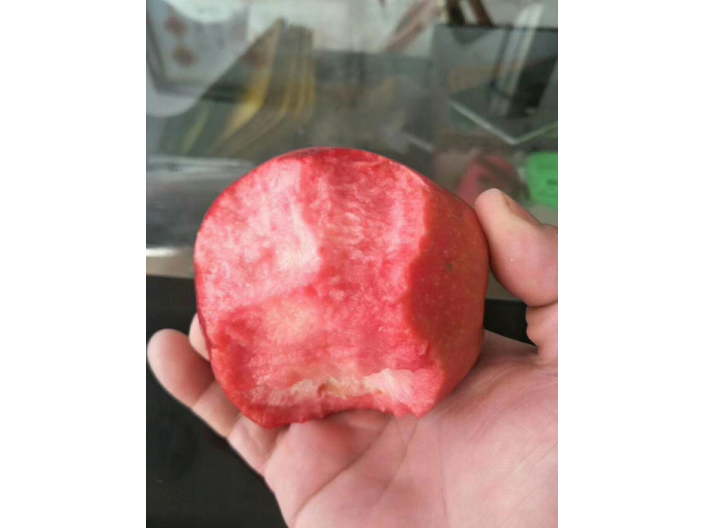 富士红肉苹果树苗一手货源
