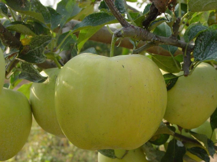 甘肃苹果树苗多少钱一棵