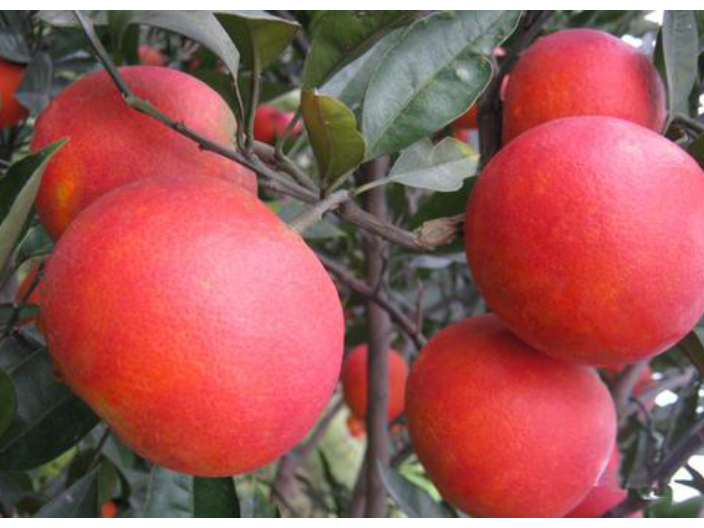 南宁柑橘树苗有哪些新品种