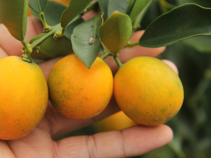 安徽哪有柑橘树苗出售