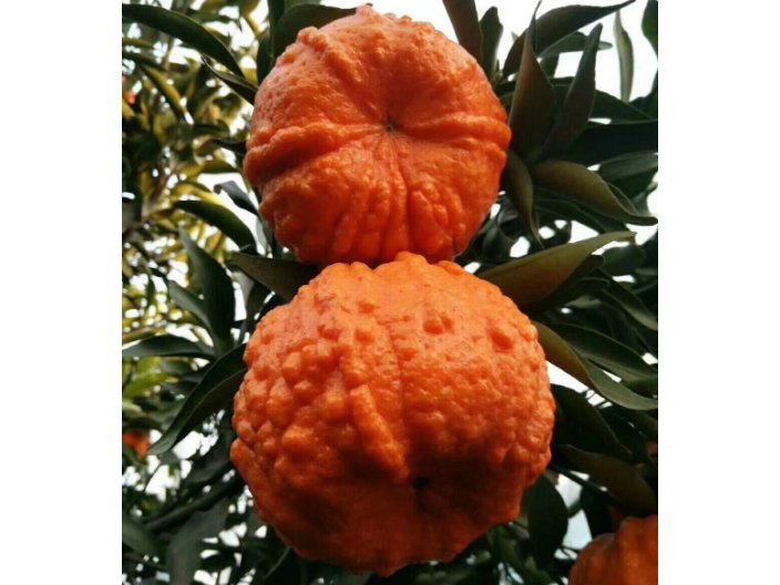 橙柑橘树苗供货报价