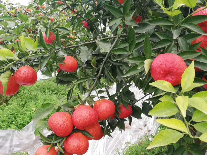 杭州新品种柑橘树苗多少钱