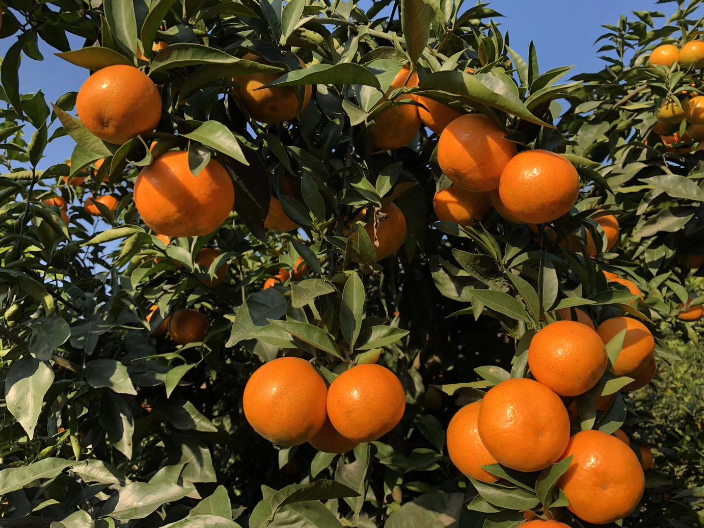 新疆哪有柑橘树苗批发