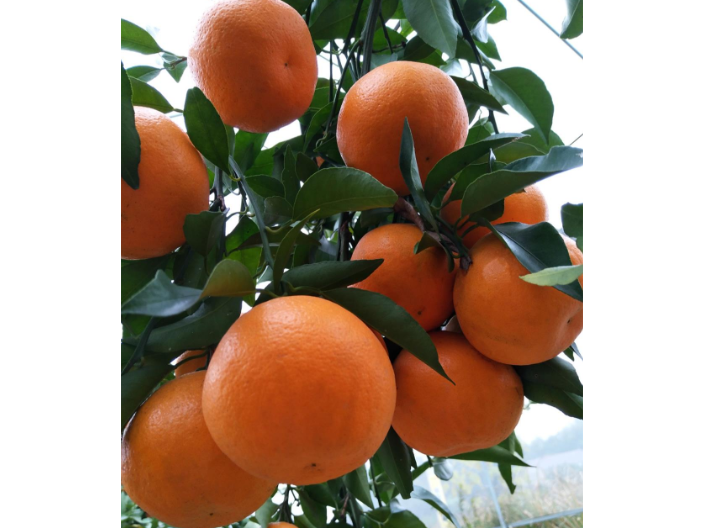 拉萨橘子树苗哪里有批发