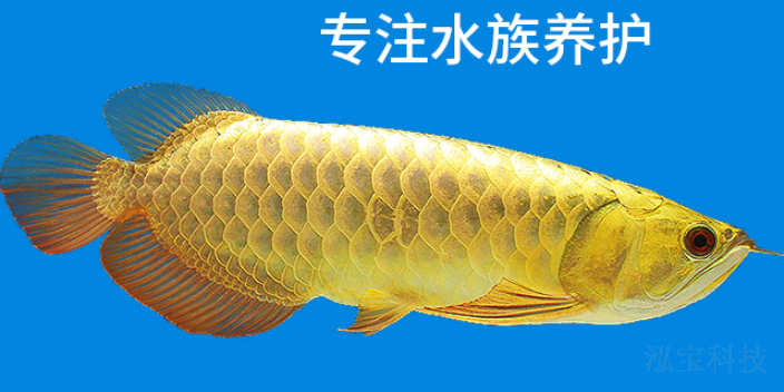 廣西功能性觀賞魚飼養(yǎng)廠家現(xiàn)貨