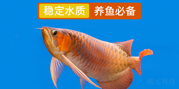 北京海水觀賞魚飼養(yǎng)技巧