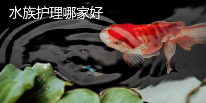 山東觀賞魚飼養(yǎng)方法