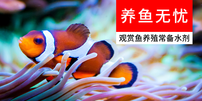 上海經濟型觀賞魚飼養(yǎng)銷售價格