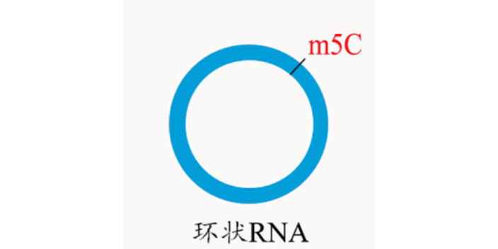 广东RIP环状RNA修饰,环状