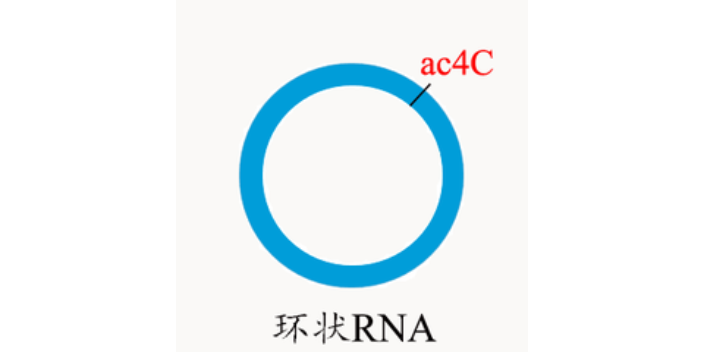 广西ac4c环状RNA研究,环状