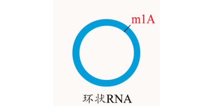 山东m5c环状RNA修饰,环状