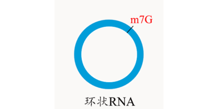 广东m7G环状rna