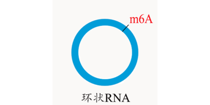 浙江ac4c环状RNA研究,环状