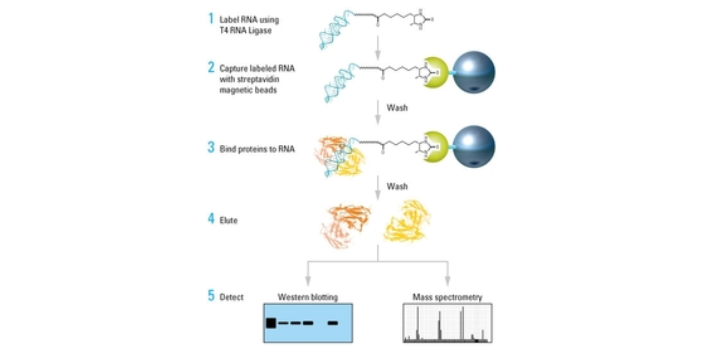 吉林环状RNA测序,环状