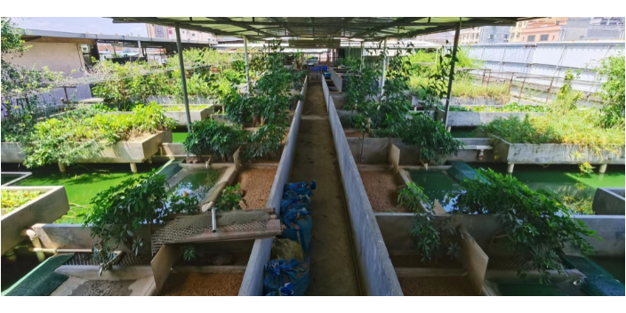 汕尾美食龜苓膏特點