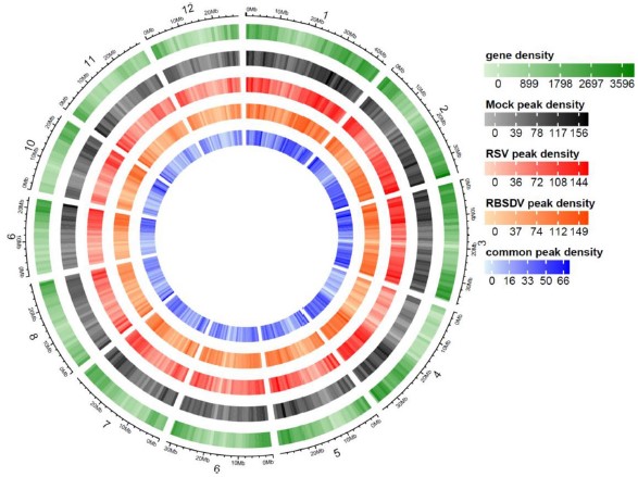 图3. RBSDV或RSV感染水稻植株中m6A甲基化组的Circos图