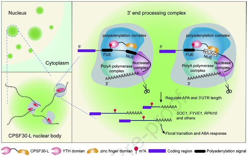 图5. m6A驱动拟南芥发生相分离和聚腺苷酸化