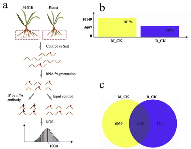 图8. 甜高粱中RNA m6A修饰情况