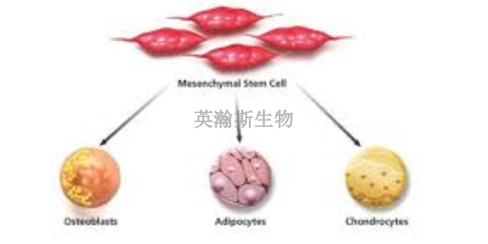 福建有哪些干细胞分离培养,干细胞