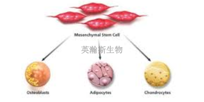 廣東間充質(zhì)干細(xì)胞的作用,干細(xì)胞