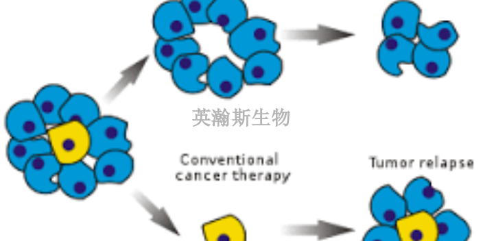 青海间充质干细胞公司,干细胞