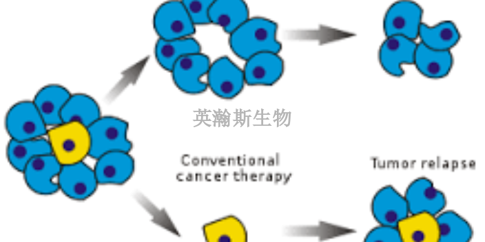 甘肅推薦干細(xì)胞分離培養(yǎng),干細(xì)胞