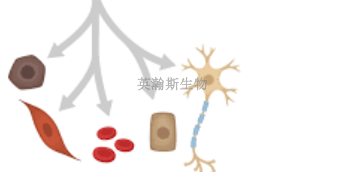 黑龙江间充质干细胞的作用和功效,干细胞
