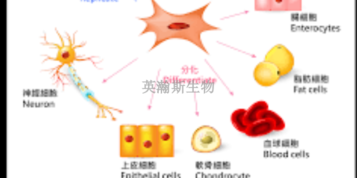 黑龙江造血干细胞,干细胞