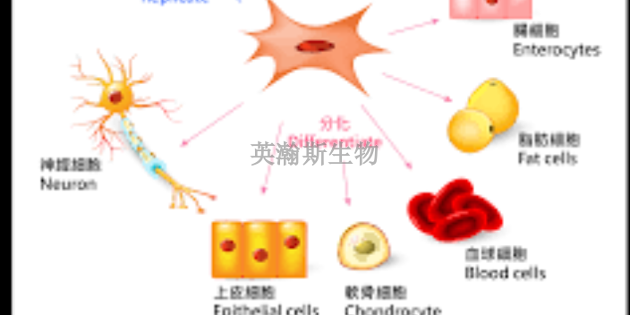 遼寧分離干細(xì)胞注射