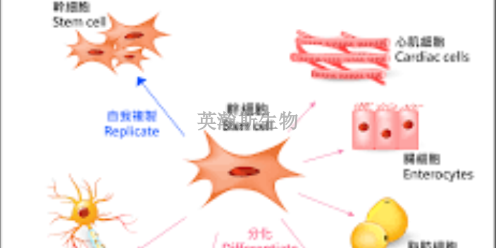 廣西常見干細胞是什么,干細胞