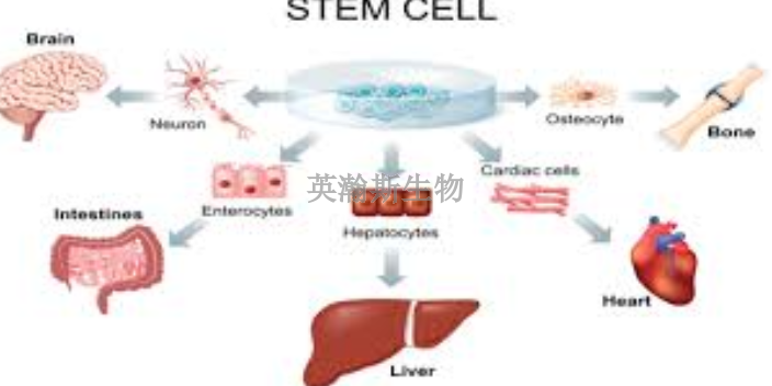 陕西造血干细胞分离培养,干细胞