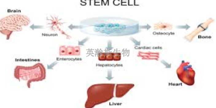 甘肅常見干細(xì)胞的作用和功效,干細(xì)胞