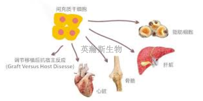 吉林間充質(zhì)干細胞怎么選擇,干細胞