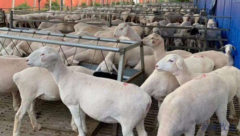 安徽羊交易市場