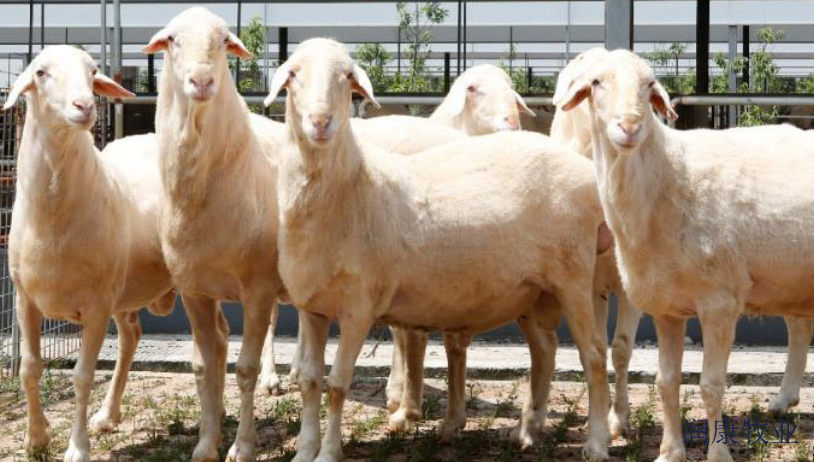 泌阳养殖羊成本和利润