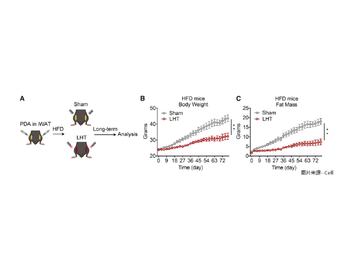 MAGMED-AccuFat系列体成分分析仪 江苏麦格瑞电子科技供应