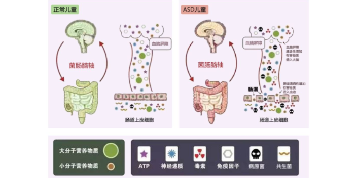 上海自體菌群移植廠家報價 歡迎咨詢 上海沃本生物科技供應(yīng)