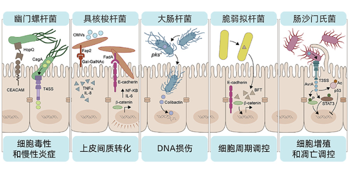 陕西肠道菌群移植要多少钱