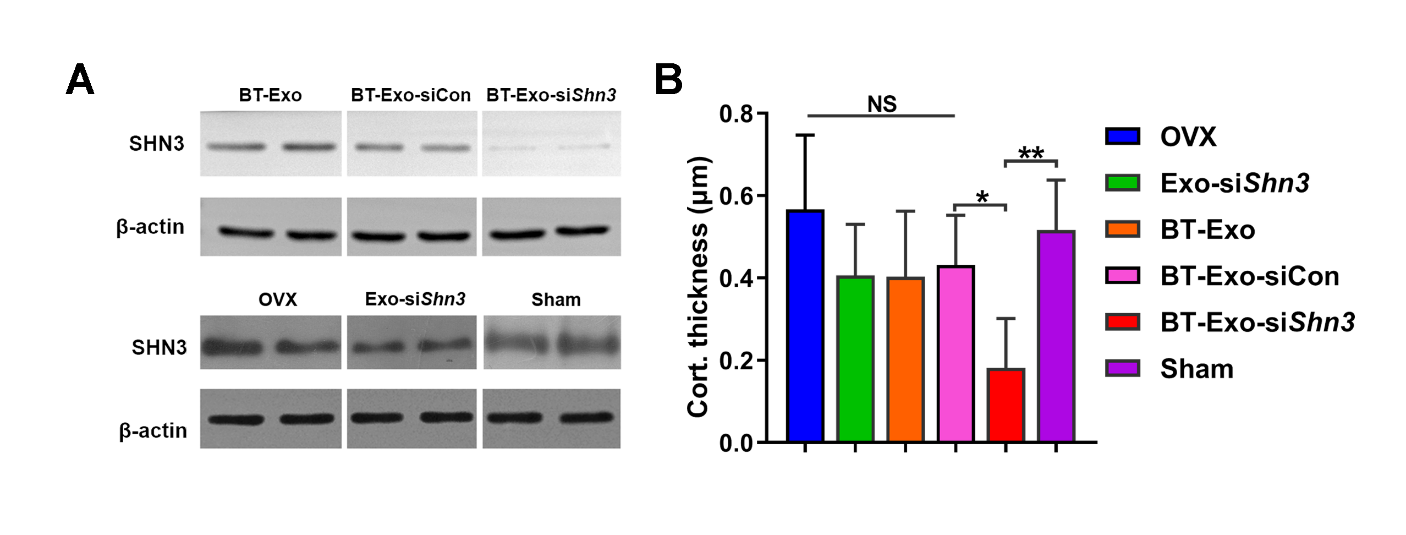 图9 BT-Exo-siShn3介导的体内基因干扰效应