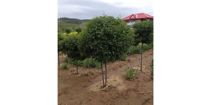 江苏种植城镇绿化苗种植表