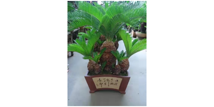 普陀區(qū)植物租賃及養(yǎng)護