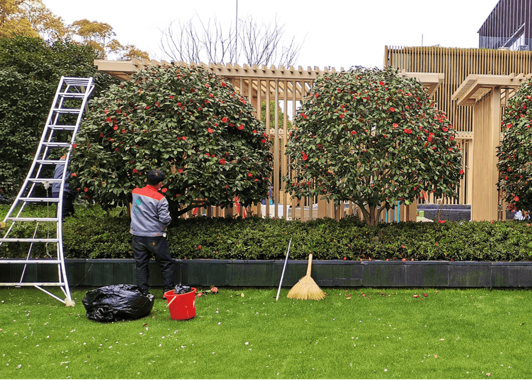 普陀模纹花坛修剪专业公司「上海禾知园艺供应」 - 荆门新闻网