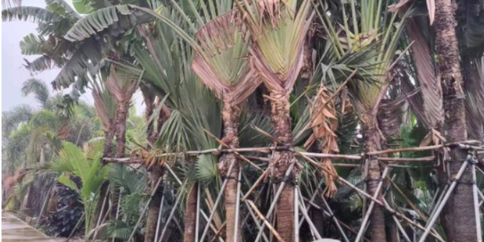 花都区园林种植基地 大岗美琳花木场供应