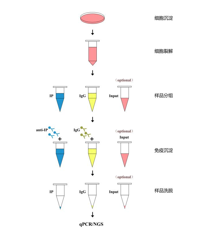 GenSeq® RIP试剂盒实验流程.png