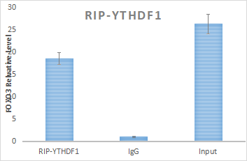 YTHDF1结合RNA的 RIP-qPCR结果展示.png